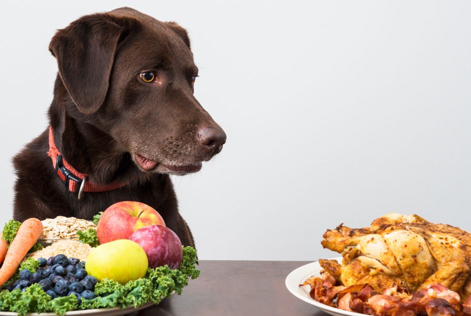 Jak unikać najczęstszych błędów w diecie psów?